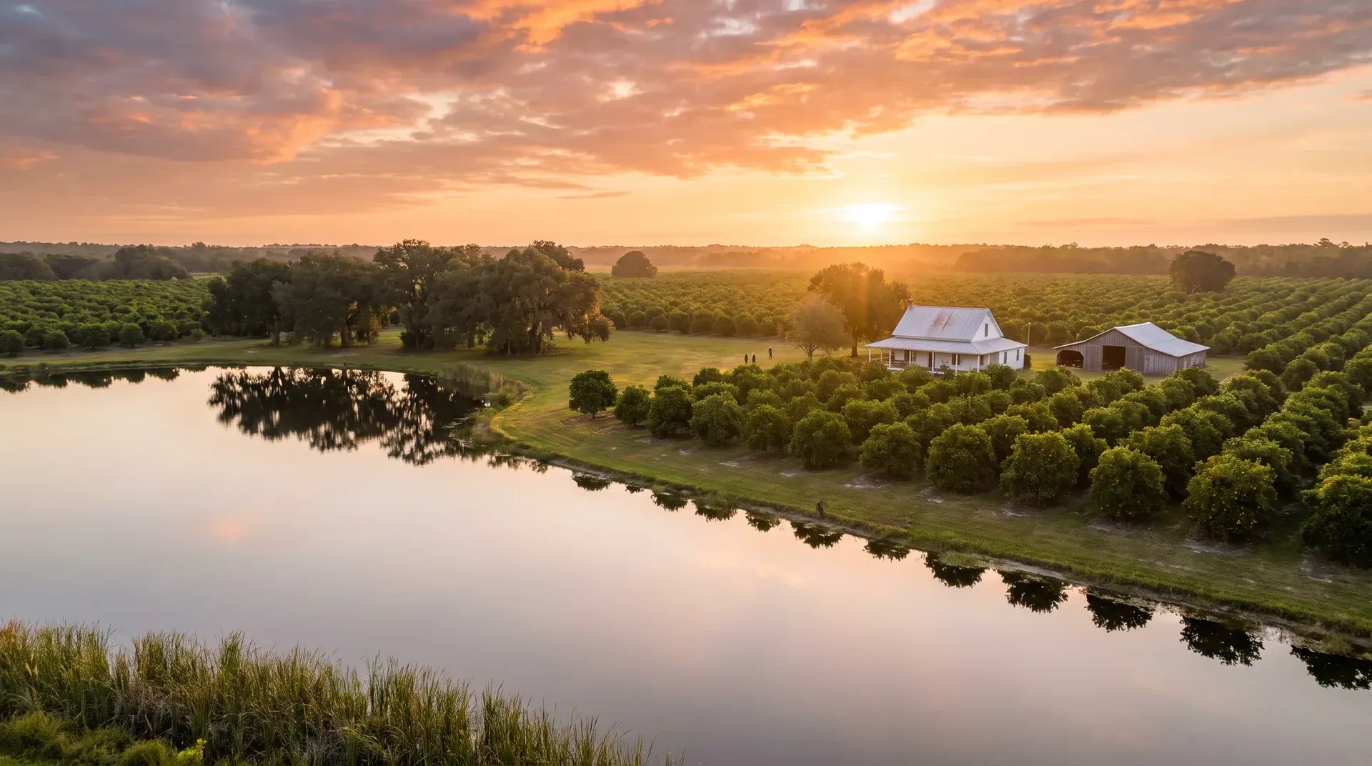 Rows of orange trees leading to a farmhouse and barn beside a small lake at golden hour